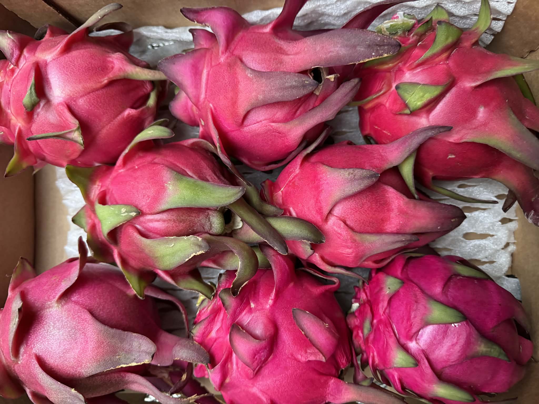 Pitahaja czerwona (czerwony miąższ) – intensywny kolor i tropikalna świeżość - obrazek 2