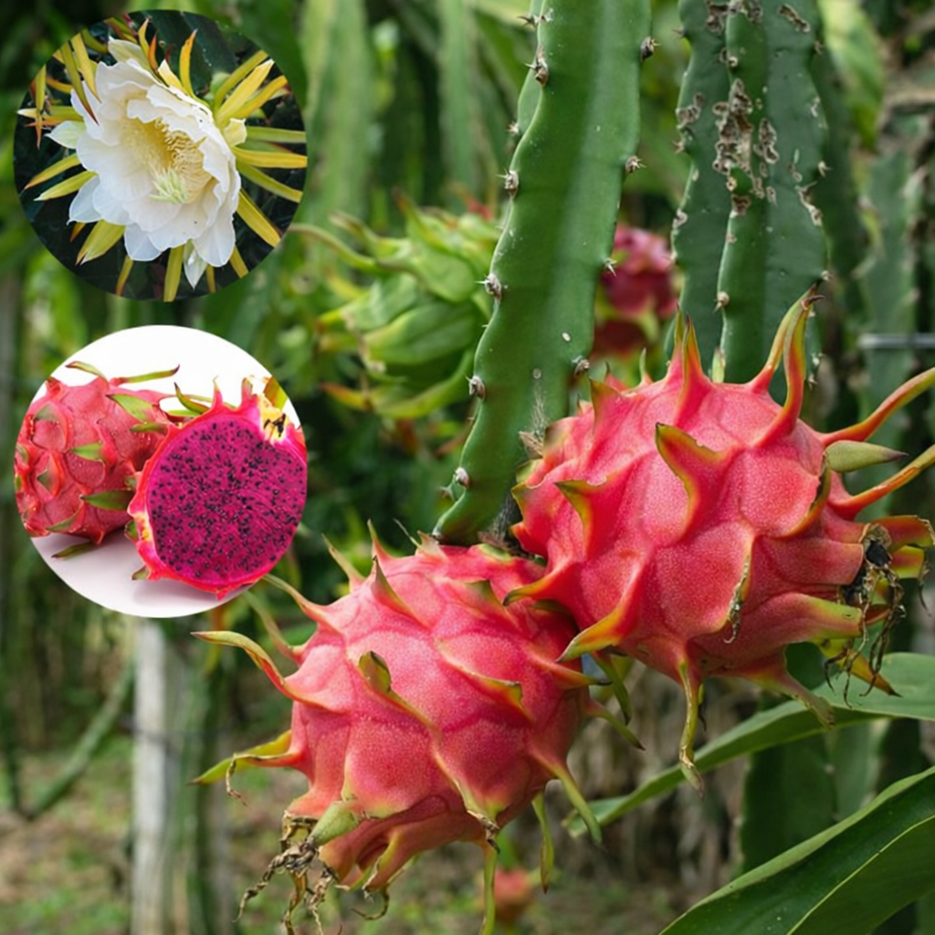 Pitahaja czerwona (czerwony miąższ) – intensywny kolor i tropikalna świeżość - obrazek 3