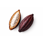 Kakaowiec – owoc, z którego powstaje czekolada 🍫