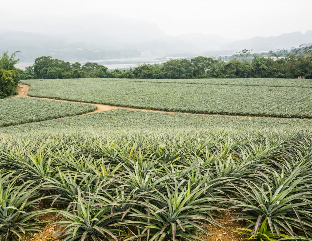 🍍 Ananas baby mini - obrazek 3
