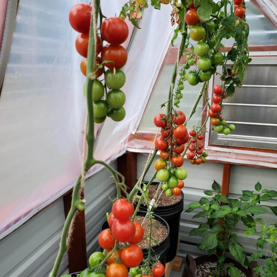 🍅✨ Pomidorki koktajlowe mix – kolorowe, słodkie i pełne smaku - obrazek 3
