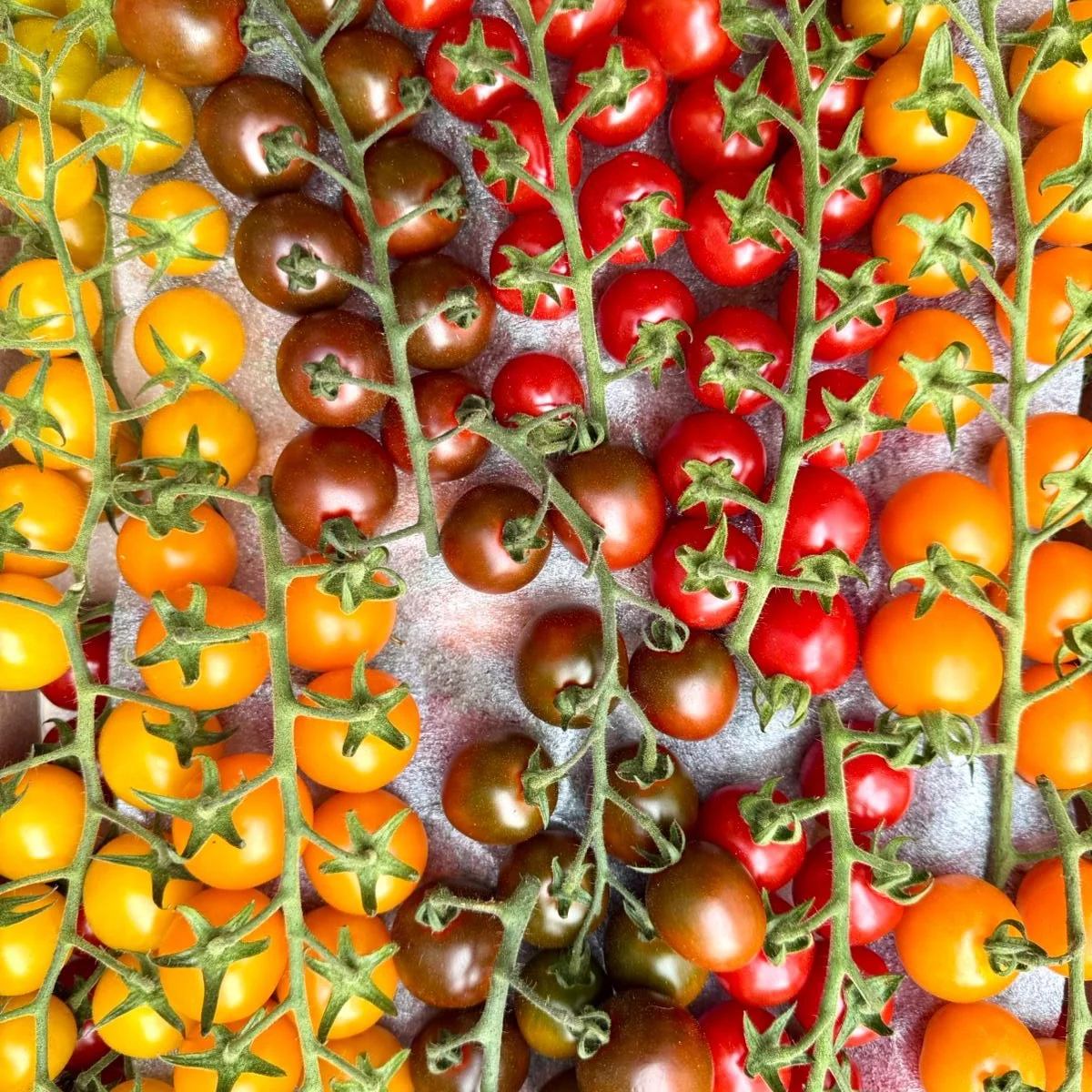 🍅✨ Pomidorki koktajlowe mix – kolorowe, słodkie i pełne smaku - obrazek 2
