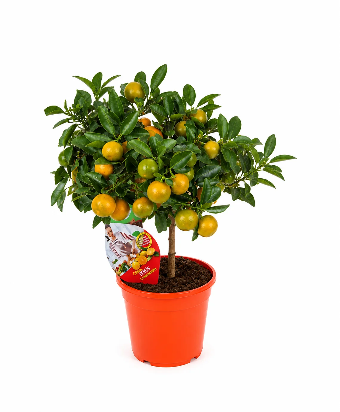 🍊🌿✨ Drzewko mandarynkowe 60-80 cm