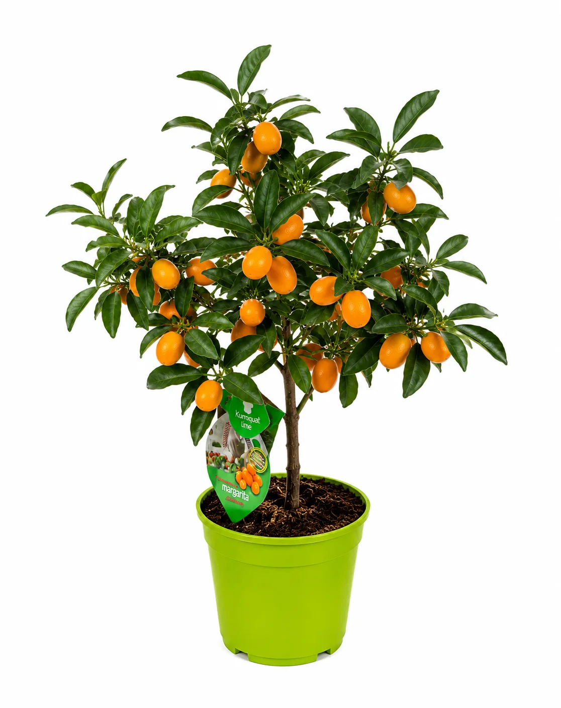 🍊🌿✨ Drzewko kumkwat