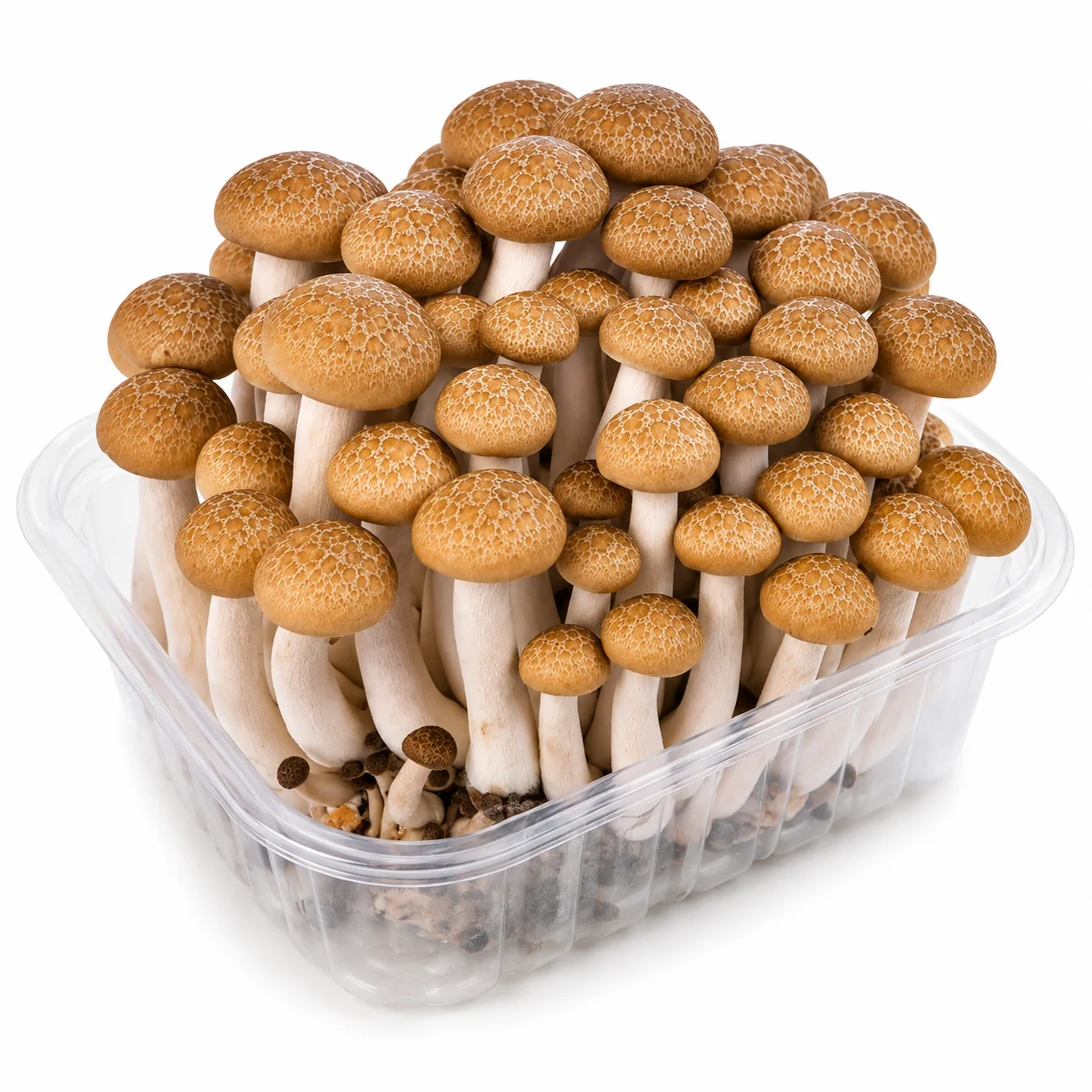 🍄 Grzyby Shimeji brązowe 150g
